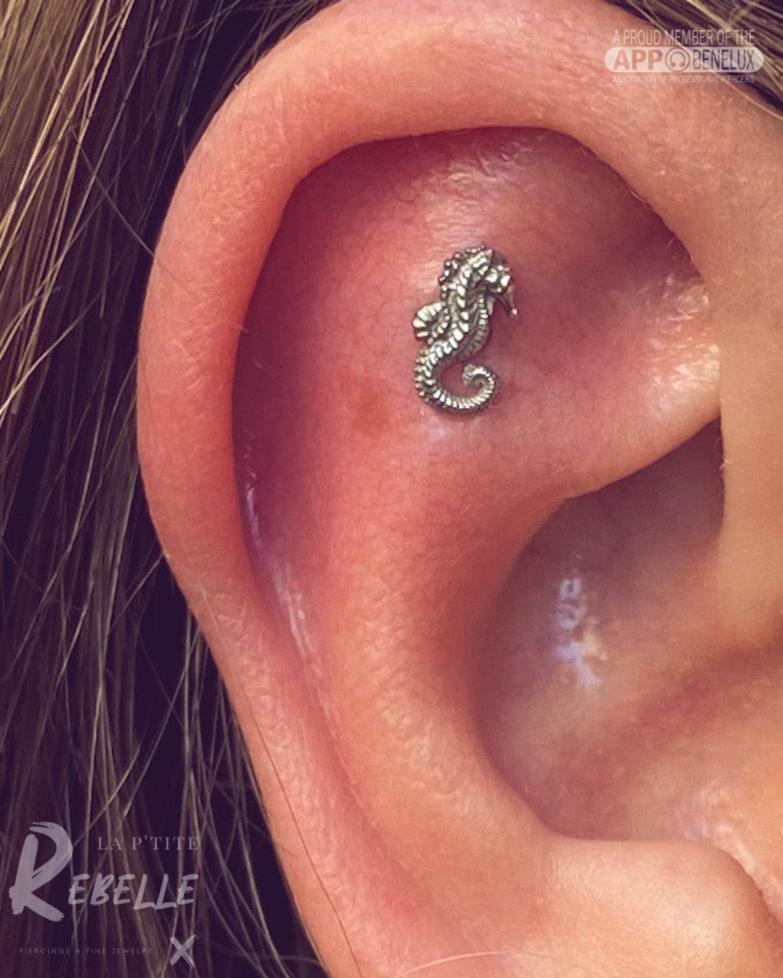 Anatometal Threadless Gold Seahorse